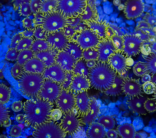 Blue Berry Fields Zoas