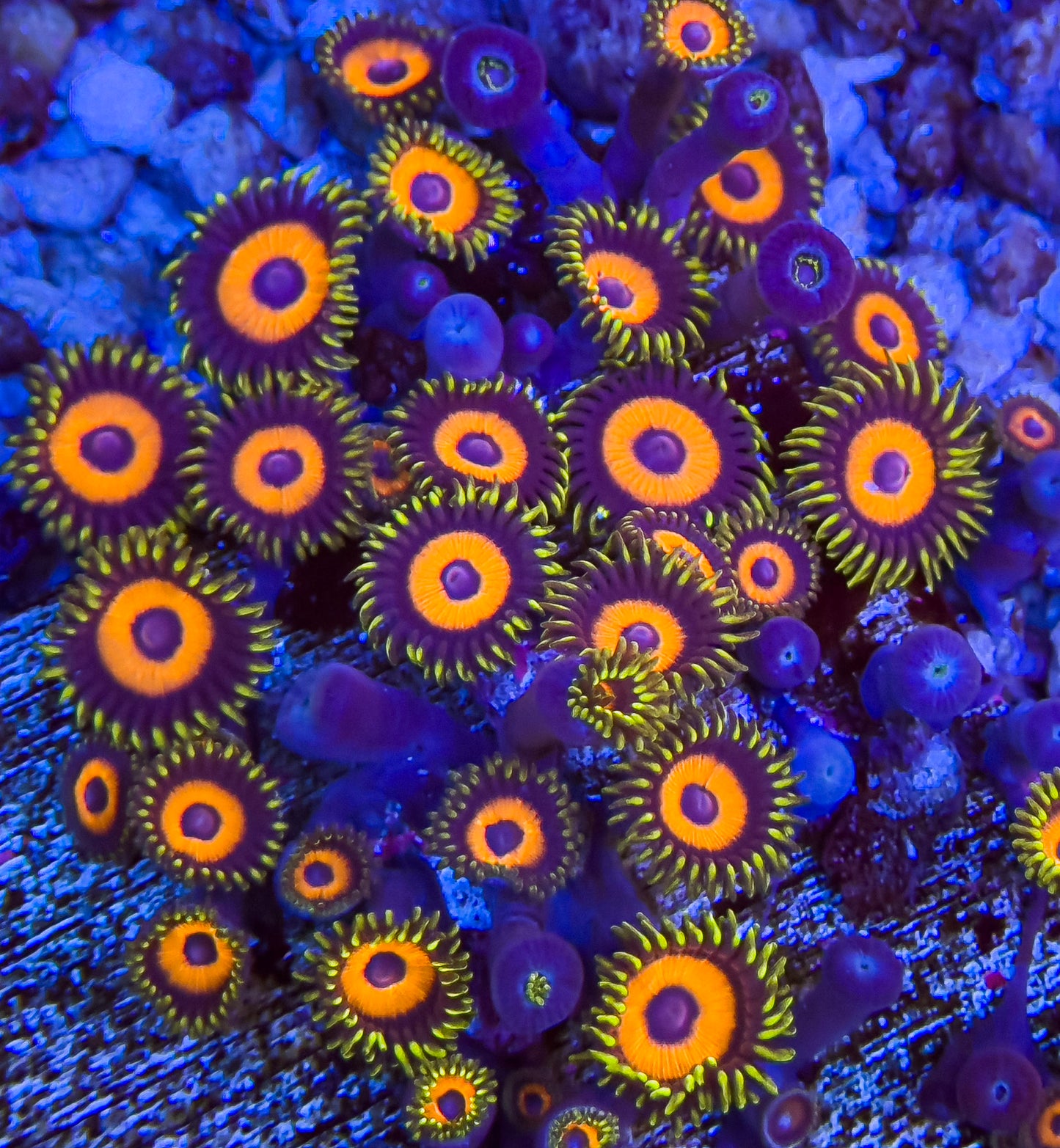 Eagle Eye Zoas