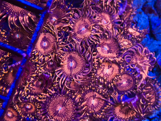 Red Rage Zoas/Paly