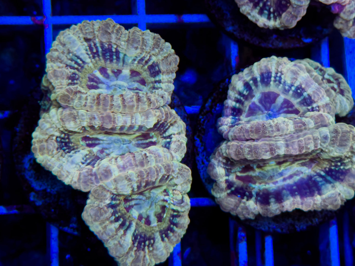 Asian Ultra Acan Lordie