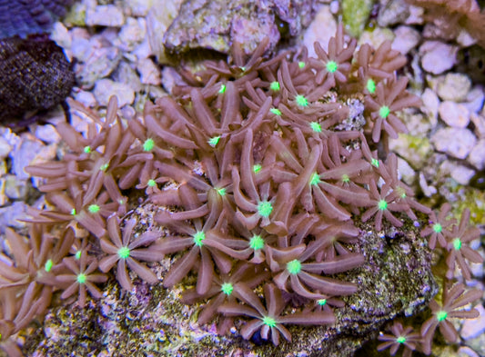 Daisy Polyps