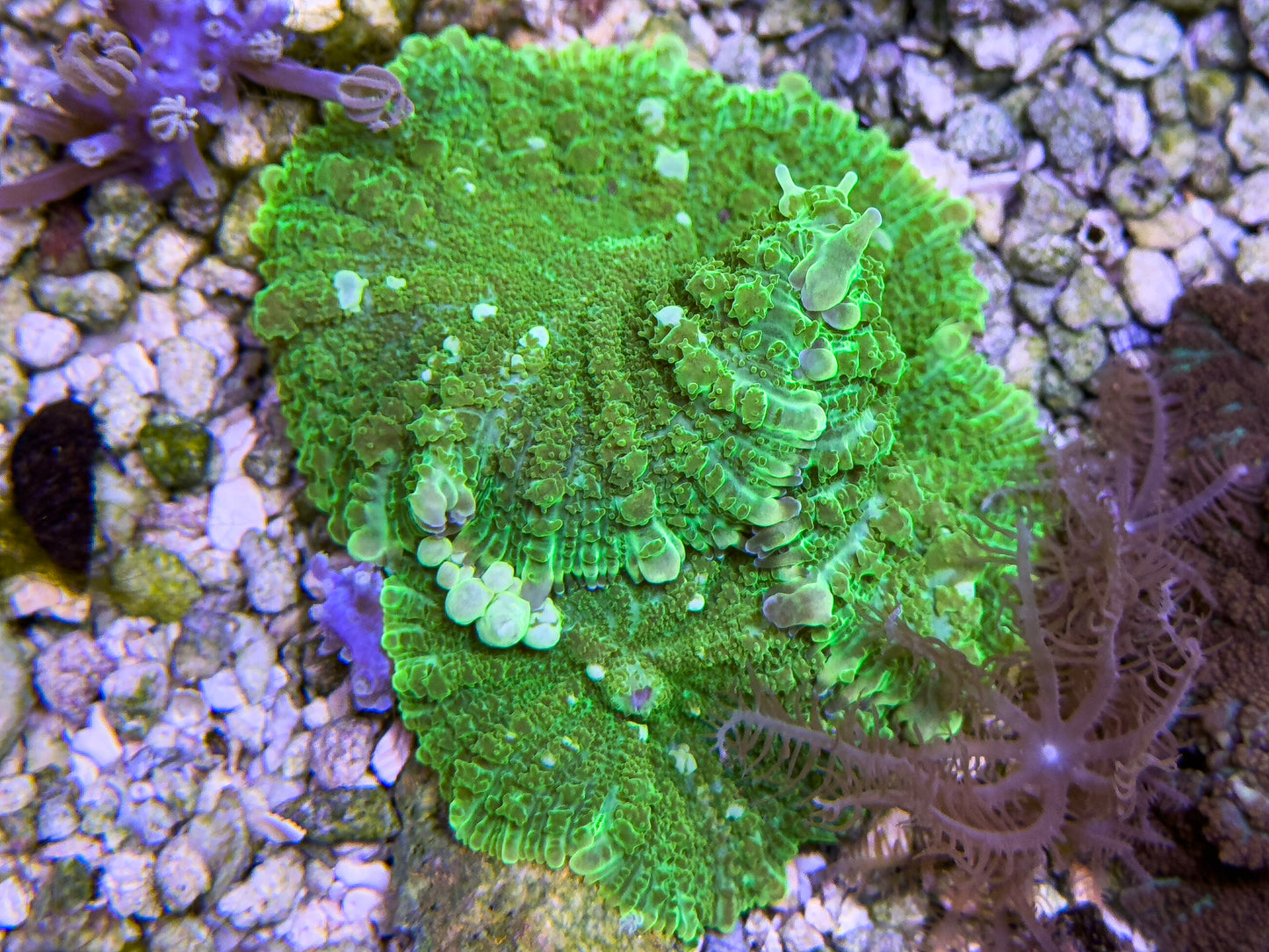 Green Rhodactis