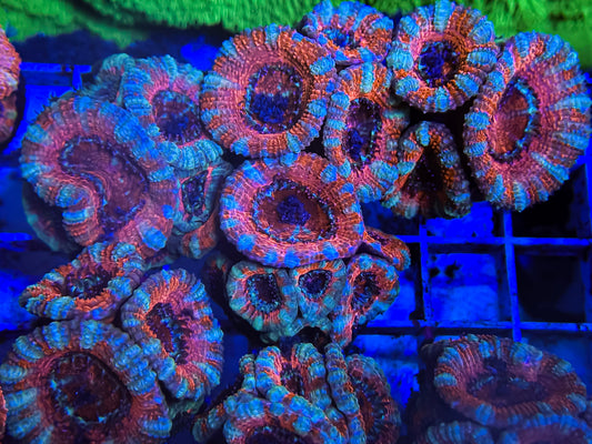 Pink/orange Tiger Micromussa Lordie 2-3+ polyps