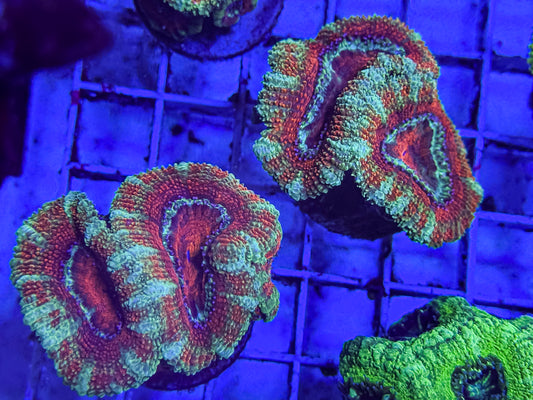 Orange Tiger Micromussa Lordie 2-3+ polyps