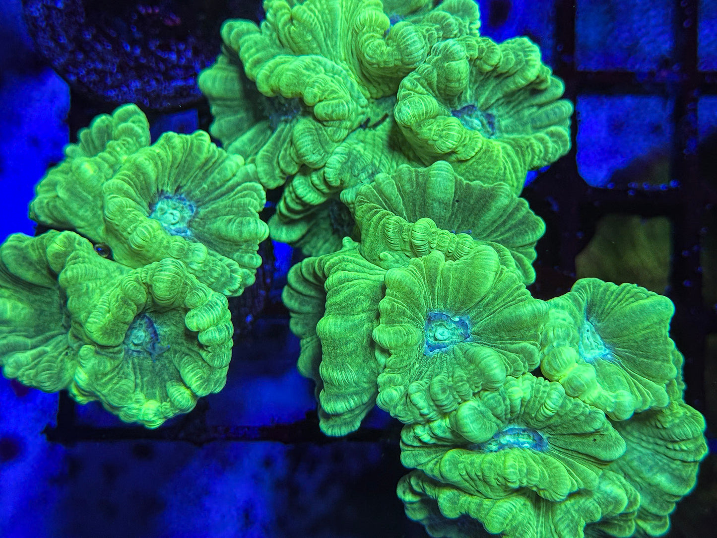 Kryptonite Trumpet Coral