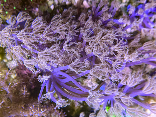 Blue Cespitularia Frag