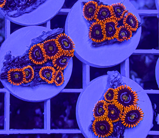 Fire And Ice Zoas