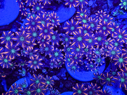 FireCracker Clove Polyps