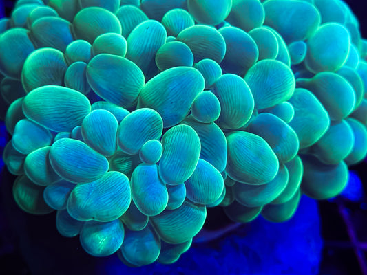 Three Polyp Neon Bubble Coral