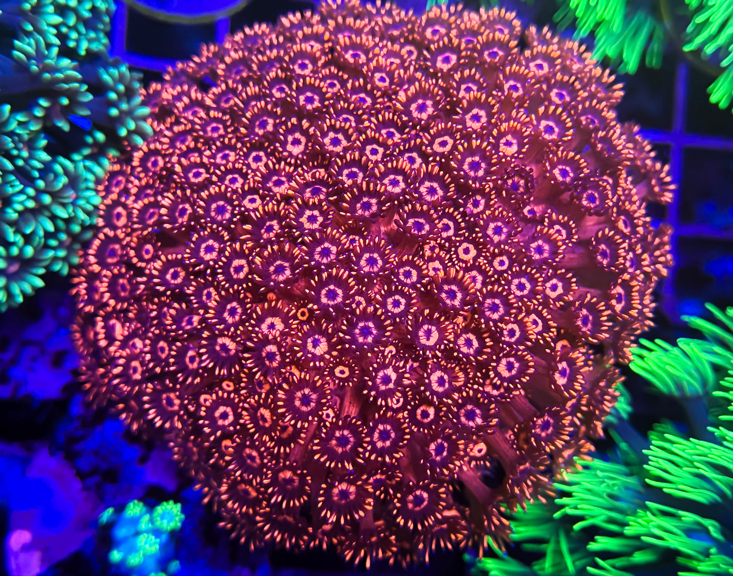 Large Red Goniopora colony