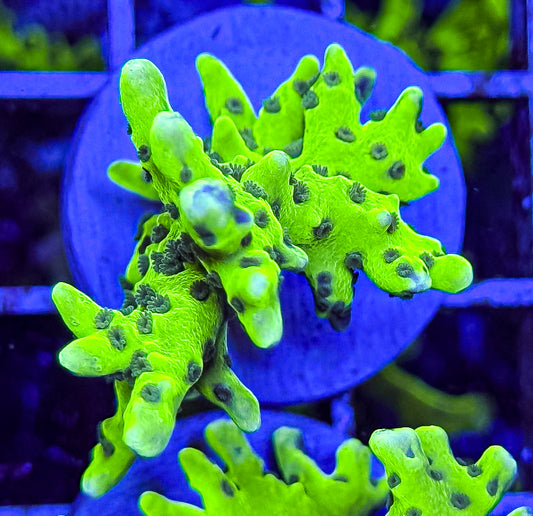 "THE THING" Anacropora