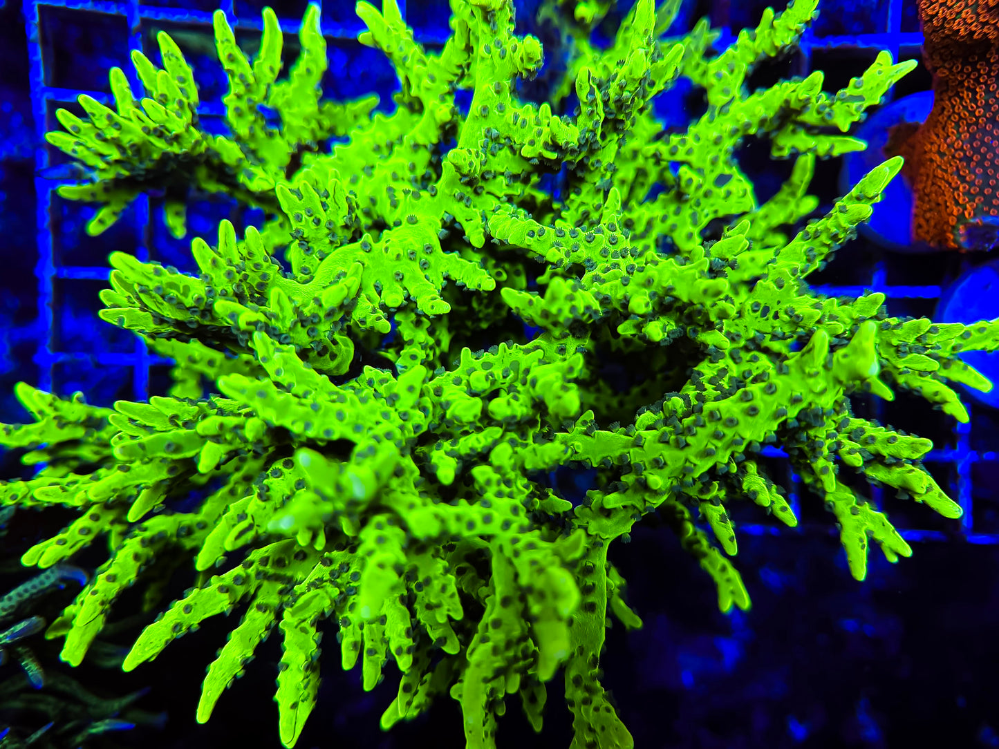 "THE THING" Anacropora