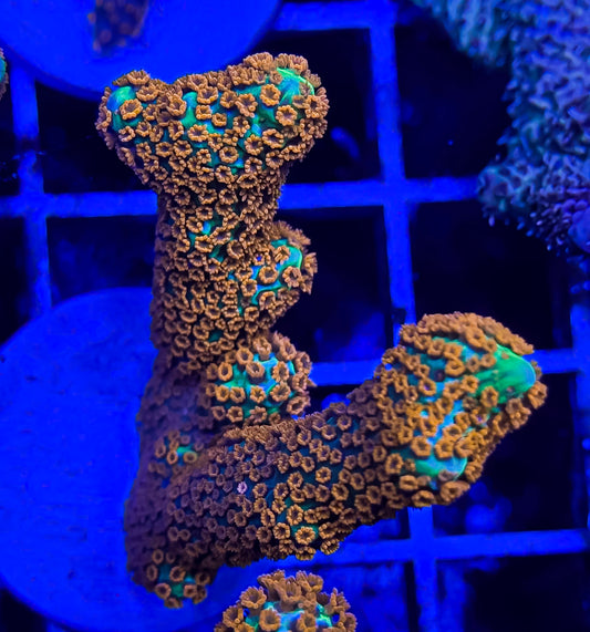 Forest Fire Montipora Digi