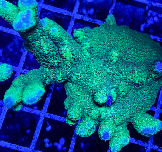 JF Green Digi Montipora