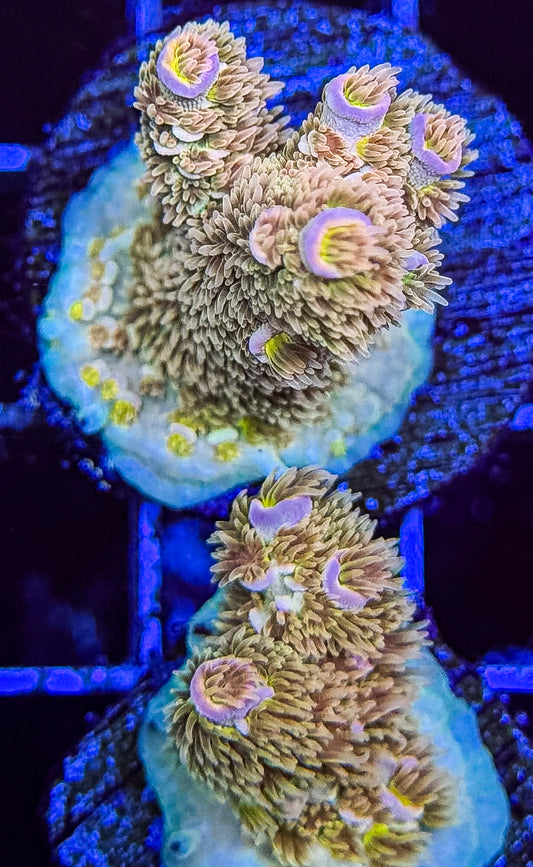 Game Changer Tenuis Acropora