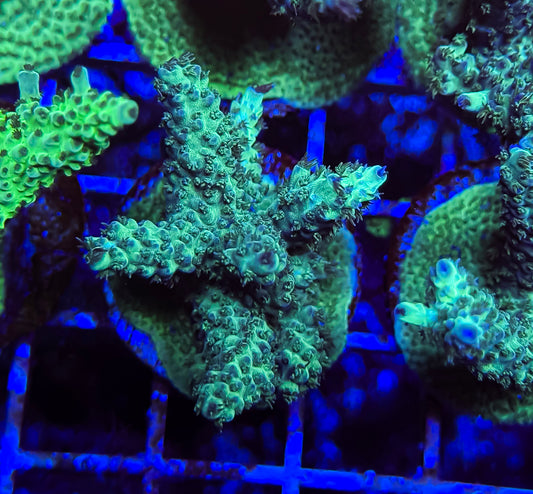 GLC teal Acropora