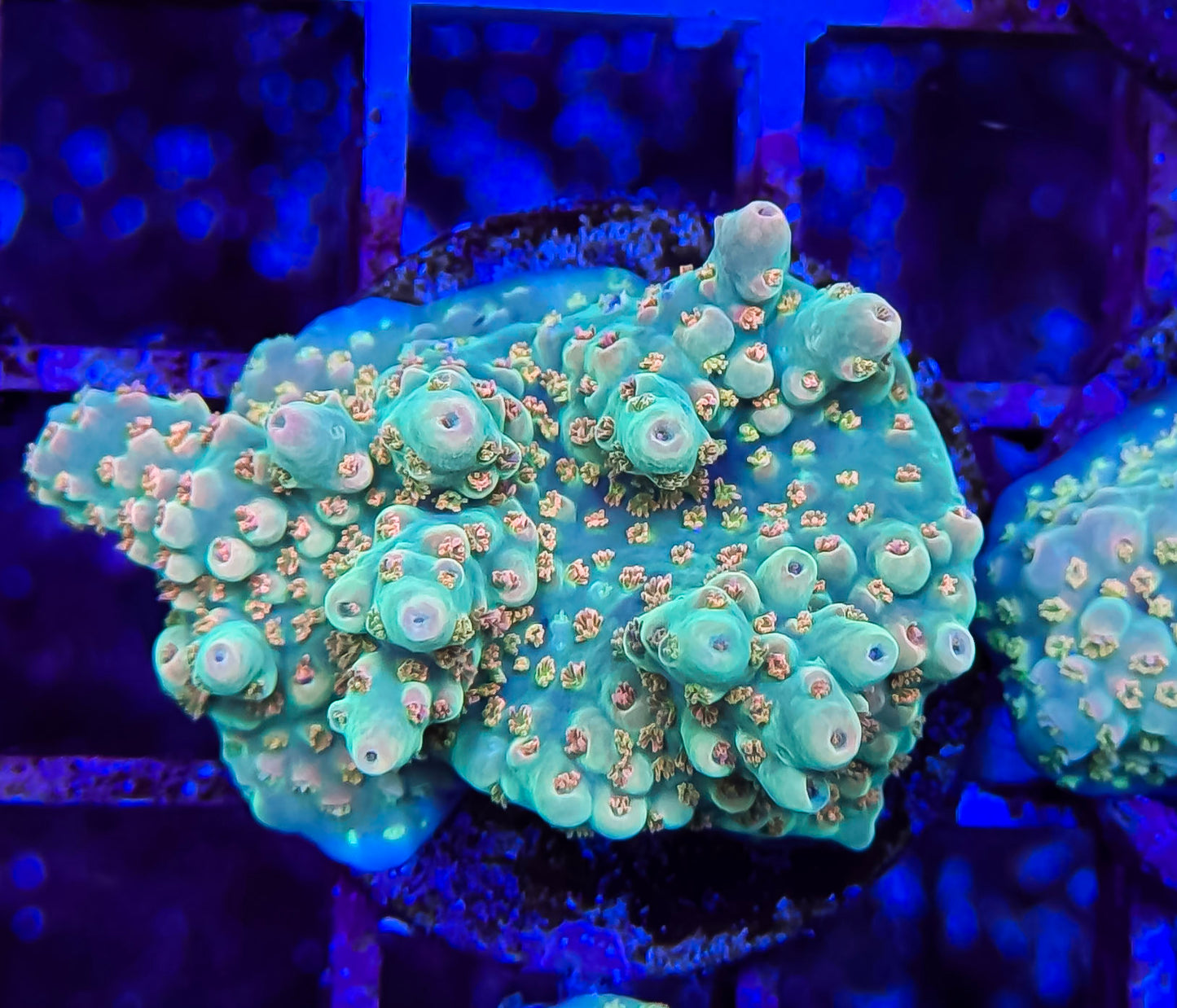 Green Yellow Polyp Acropora