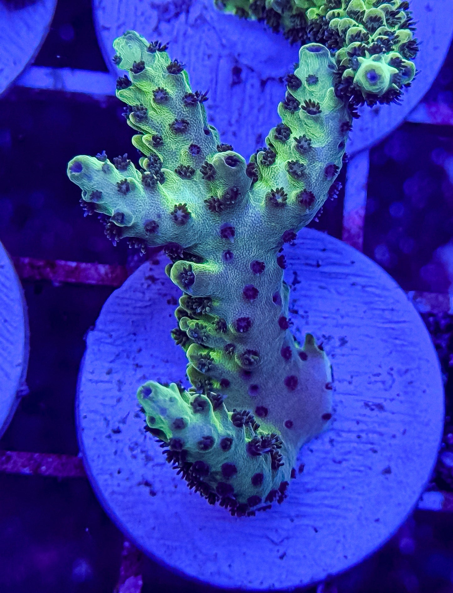 ORA Laura’s Purple Polyp Acropora