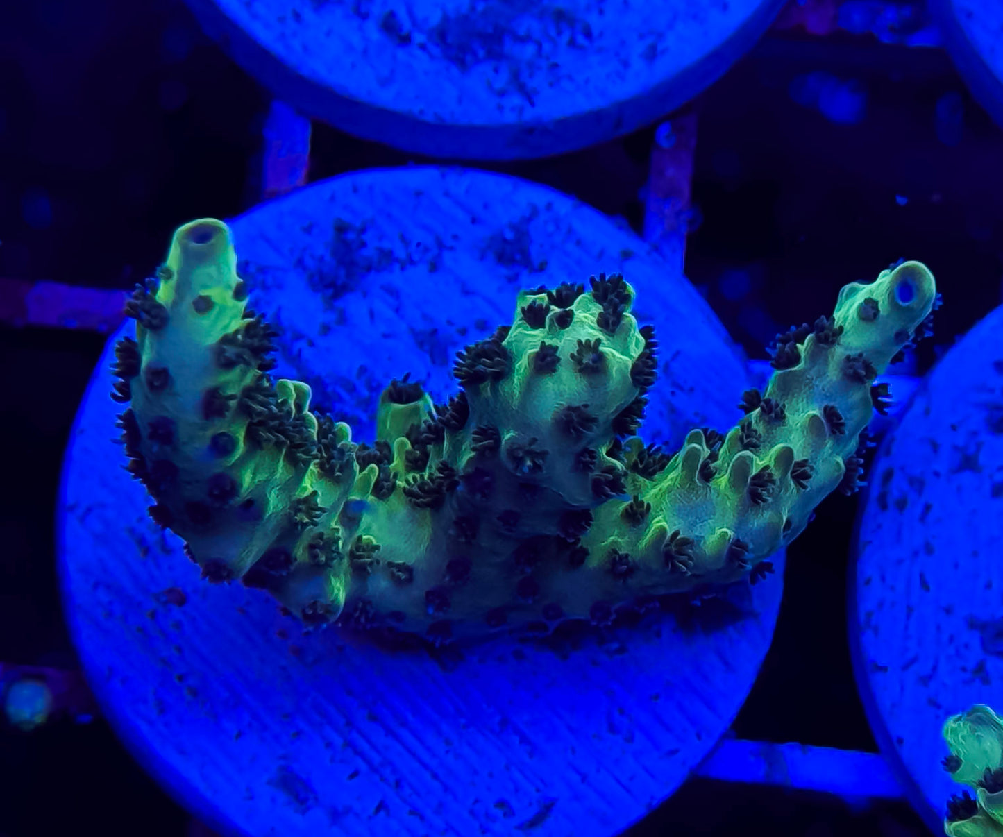 ORA Laura’s Purple Polyp Acropora