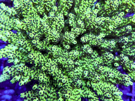 ORA Laura’s Purple Polyp Acropora