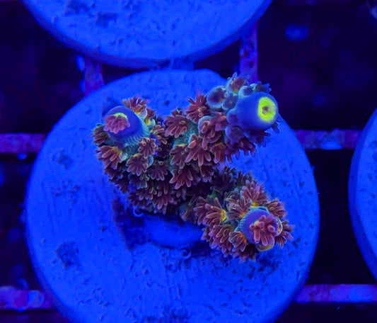 Blue Fuzzy Acropora Tenuis