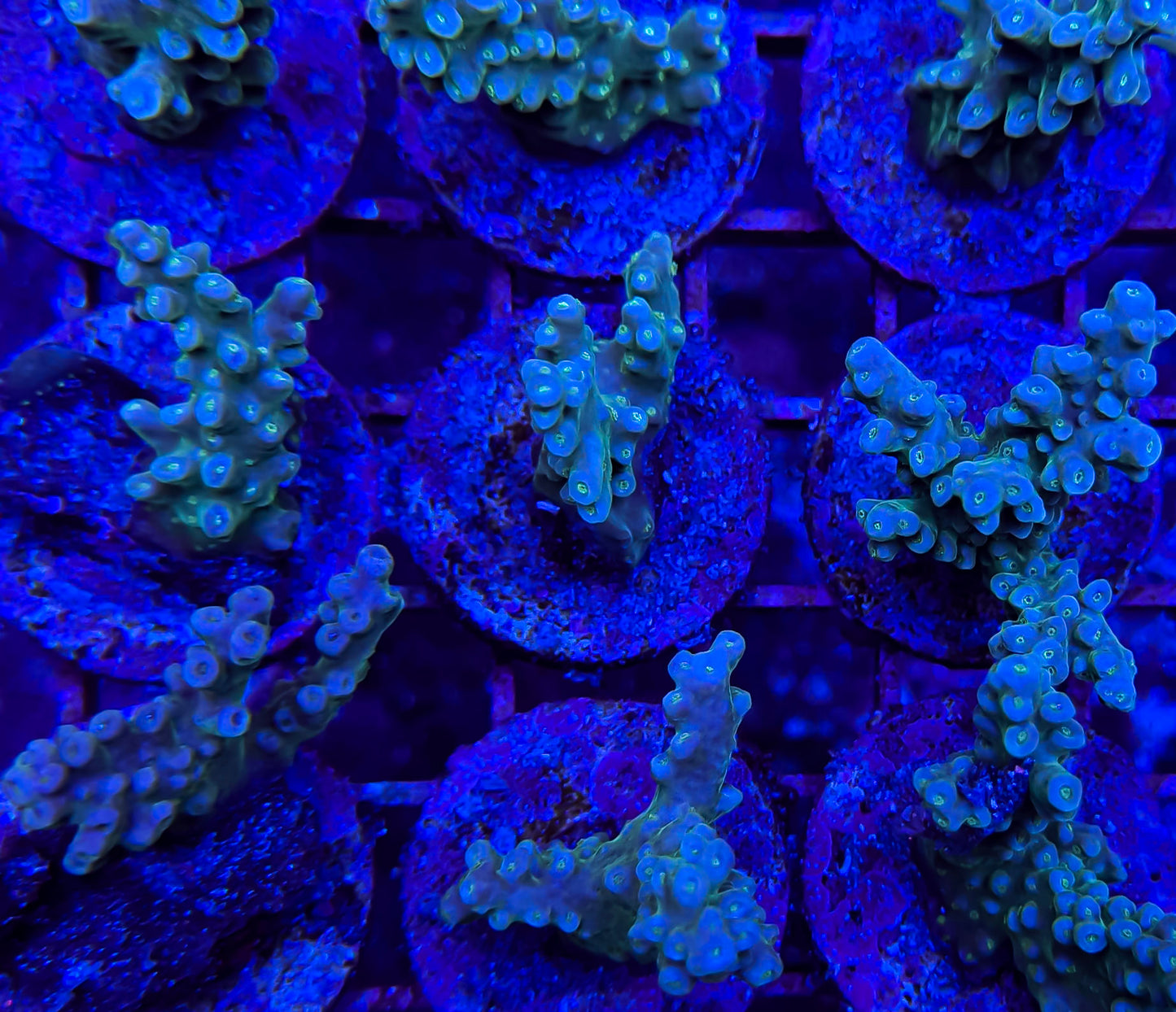 Green Fiji Acropora