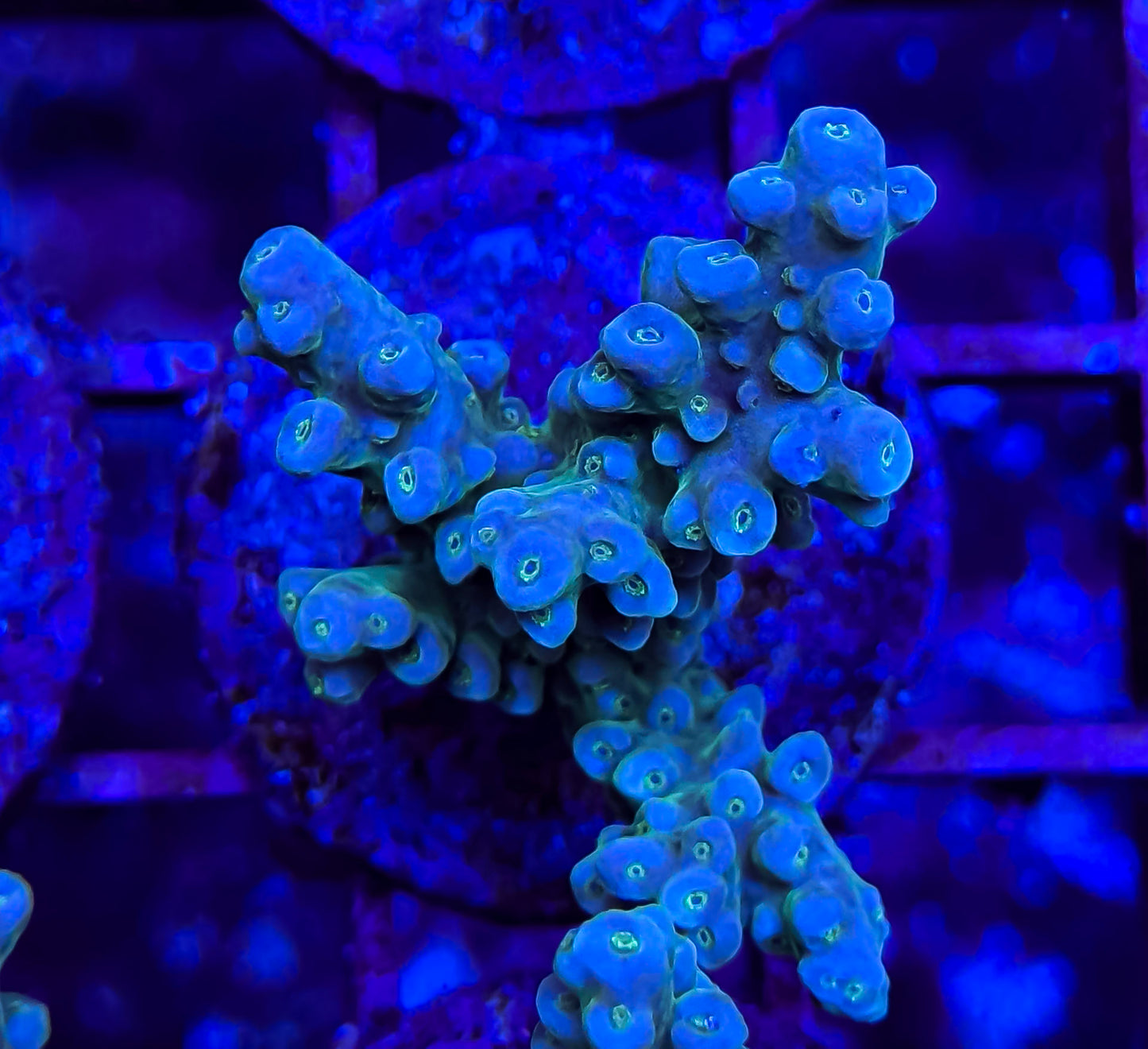 Green Fiji Acropora