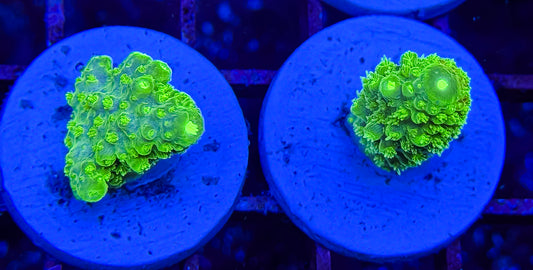 Acid Bath Acropora Digitifera