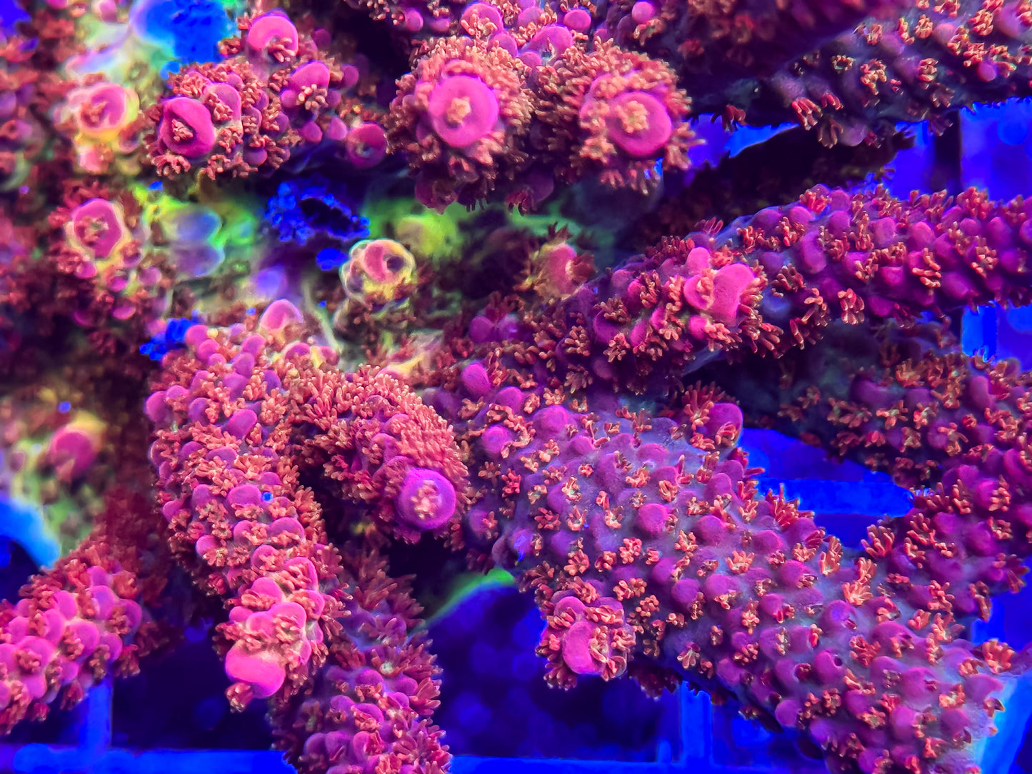 PC Rainbow Acropora