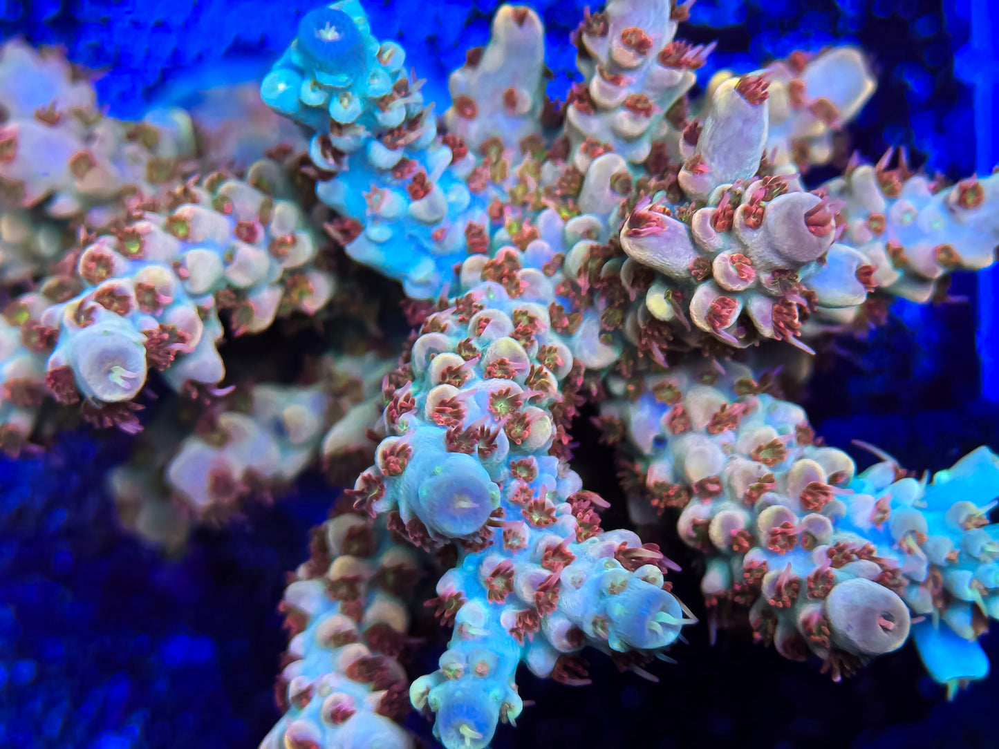 Cherry Blossum Acropora