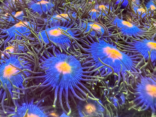 Bright Blues Zoas