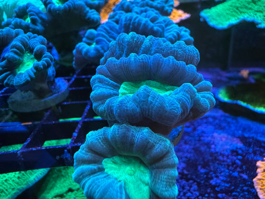 Teal Mouth Candy Cane Coral trumpet