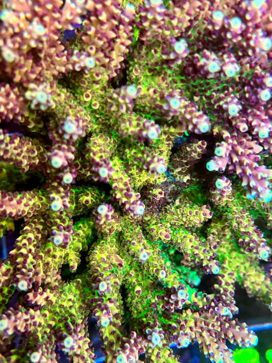 GLC Pink Cadillac  Acropora