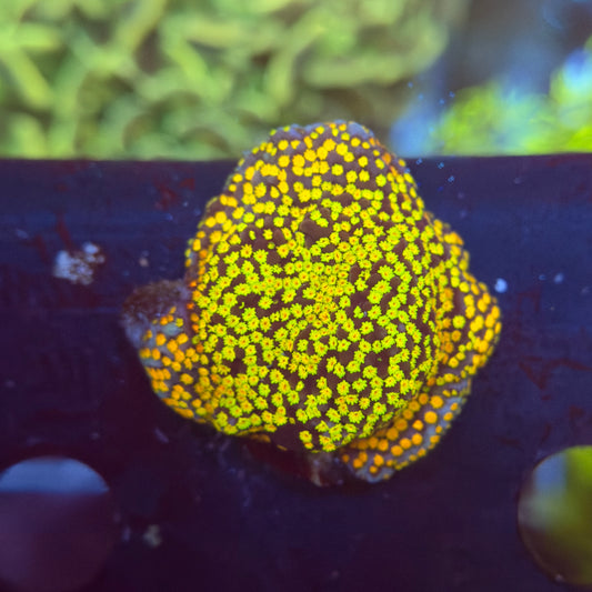 Rainbow Montipora