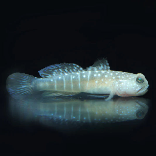 Watchman Goby- Grey Morph, Biota