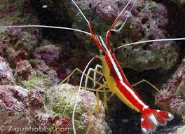 Skunk Cleaner Shrimp