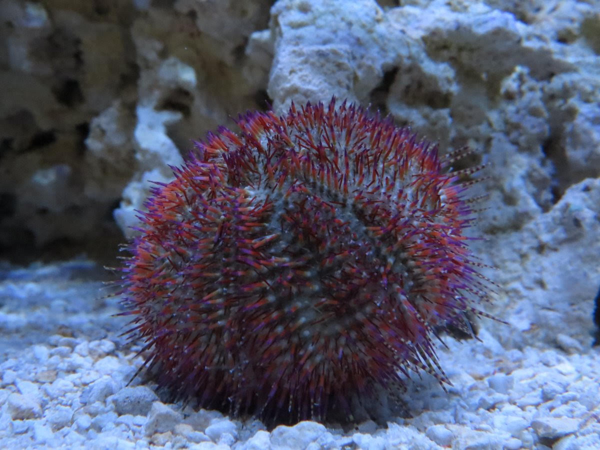 Rose Pink Urchin