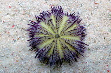 Purple Urchin; I.O. - Pseudoboletia sp.