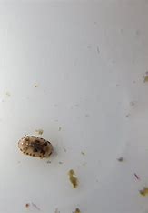 Micro Chitons