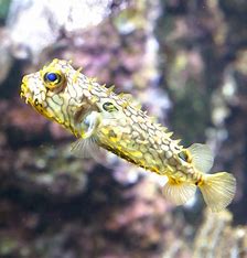 Spiny Box Burrfish