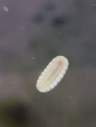 Micro Chitons