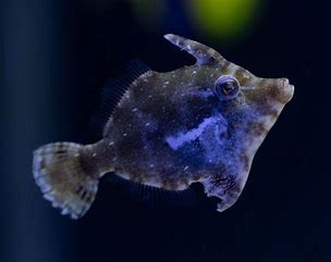 Aiptasia Filefish File: Green (eats Aiptasia)