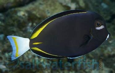 White Cheek Gold Rim Tang