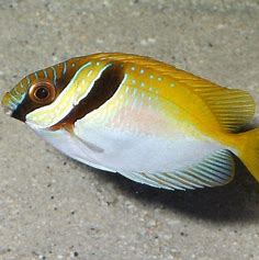 Two Barred Rabbitfish