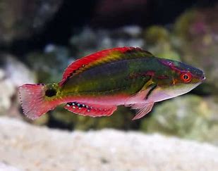 Exquisite Fairy Wrasse