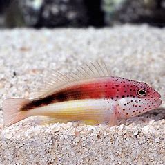 Forsteri Hawkfish