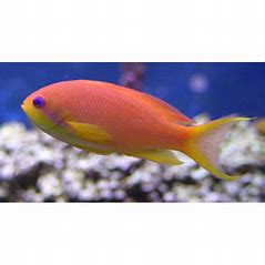 Blue Eye Anthias