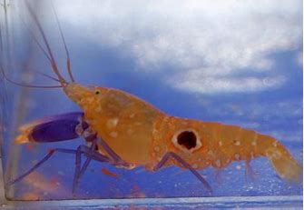 Bullseye Pistol Shrimp