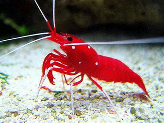 Fire/Blood Shrimp