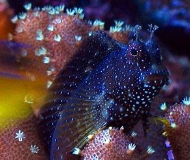 Starry Blenny